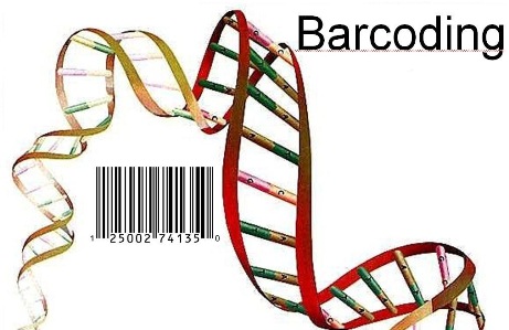 DNA Barcoding of Freshwater Prawn Species of Two Genera Macrobrachium and Caridina Using mt-COI Gene