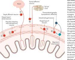Sensory transmission in the Gastrointestinal Tract