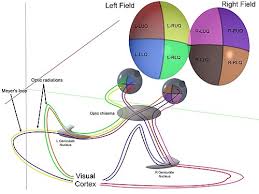 Retinal Physiology